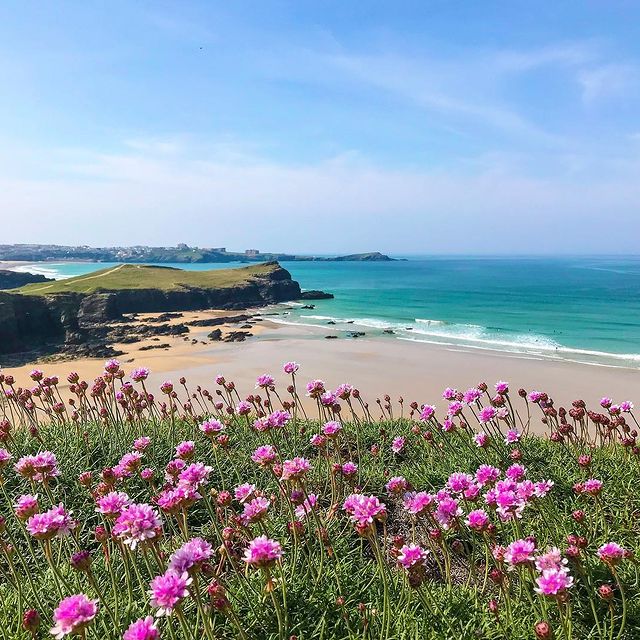 Sea Pinks Cornwall Lowenna Pascoe @Cornwall_Lover